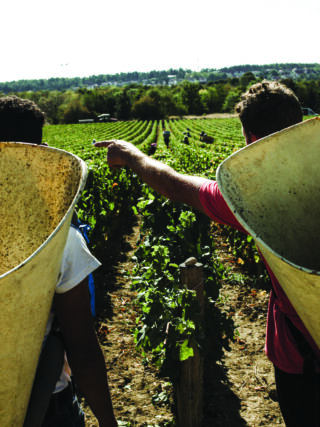 Comment Dijon, certes réputée pour sa moutarde ou sa crème de cassis, a-t-elle réussi à s’imposer comme un porte-étendard de la gastronomie française, alors qu’elle la jouait plutôt petits bras face à Lyon par exemple, qui se remet non sans mal de l’échec de sa cité de la gastronomie ?