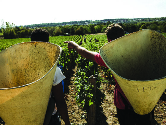 Comment Dijon, certes réputée pour sa moutarde ou sa crème de cassis, a-t-elle réussi à s’imposer comme un porte-étendard de la gastronomie française, alors qu’elle la jouait plutôt petits bras face à Lyon par exemple, qui se remet non sans mal de l’échec de sa cité de la gastronomie ?